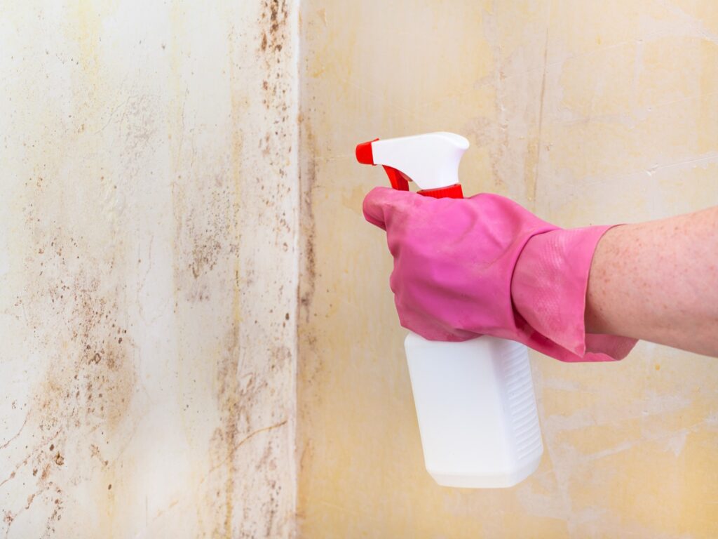 Image of woman's gloved hand spraying a cleaning mixture onto a moldy wall.